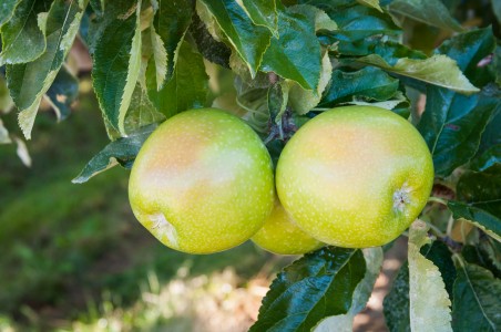 Washington Organic Apples