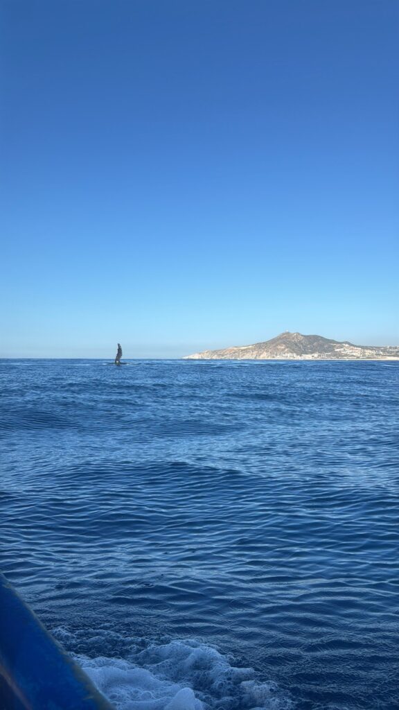 Cabo whale